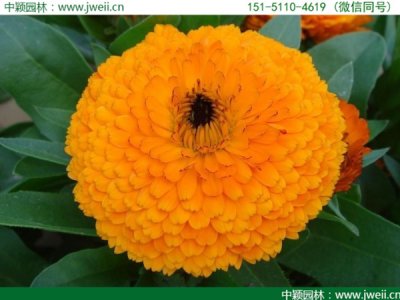 十月還能種植黃金菊嗎？