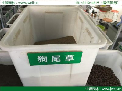 狗尾草播種后幾天發芽？