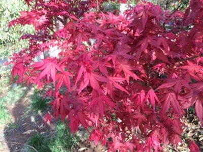 市場上最便宜的日本紅楓在哪里？