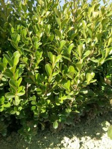 黃楊什么時候栽植比較好？