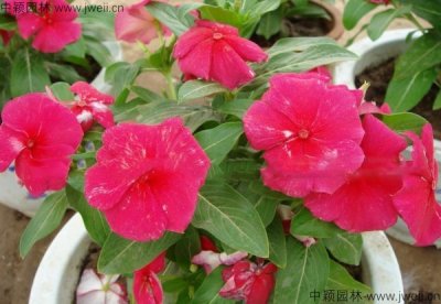長春花可以移栽嗎？