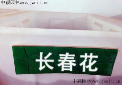 哪里有批發精品長春花種子？