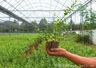 扶芳藤每平米需要多少植株？