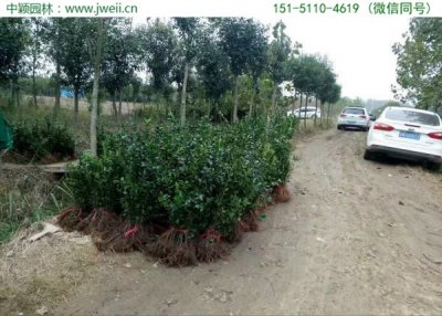 大葉黃楊什么時候栽植比較好？