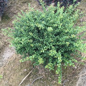 龜甲冬青什么時候栽植比較好？