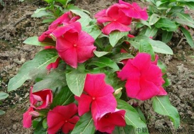 播種長春花多長時間發芽？