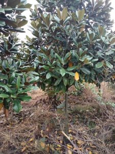 廣玉蘭什么時候栽植比較好？