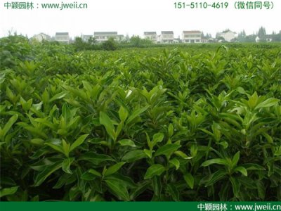 法國冬青什么時候栽植比較好？