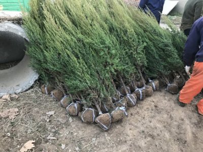 什么時候栽植刺松比較好？
