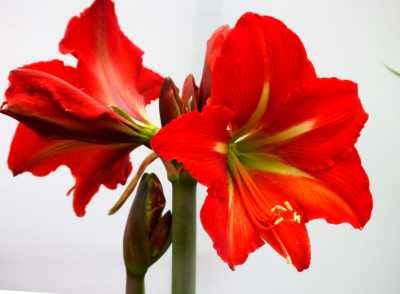 朱頂紅花期是什么時候？