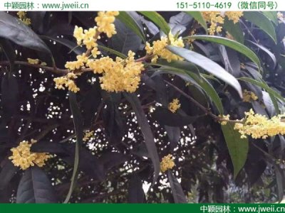 桂花什么時候栽植比較好？
