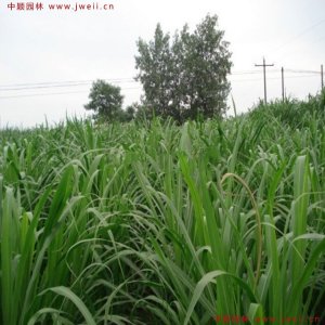 北方產量最高的牧草？