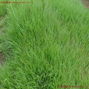 五月還能種植結縷草嗎？