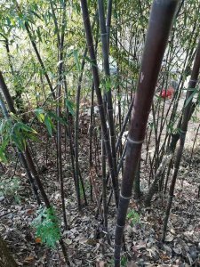 市場上最便宜的紫竹在哪里？