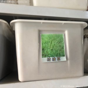 遼寧哪里有賣結縷草種子的？
