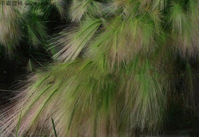 湖北適合種植狗尾草嗎？