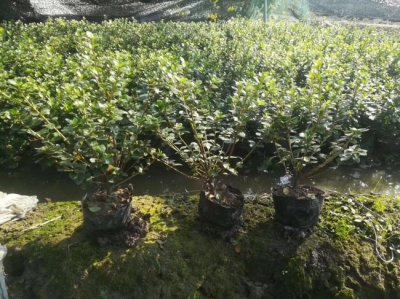 茶梅多少錢一棵，哪里有賣的