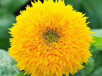 廣東哪里有賣太陽花種子？