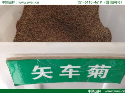 矢車菊種子批發什么價格？