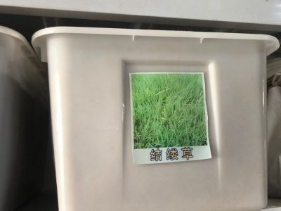 結縷草種子多少錢一斤？