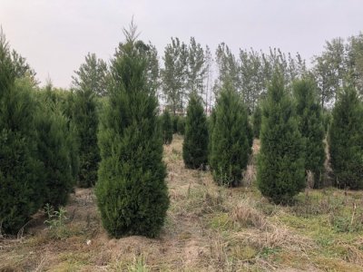 蜀檜多少錢一棵，哪里能買到？