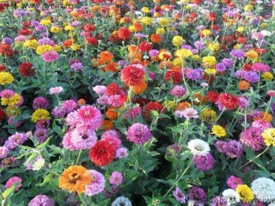 秋季能不能播種大花百日草？