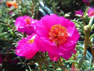 南方什么時候可以種植太陽花？