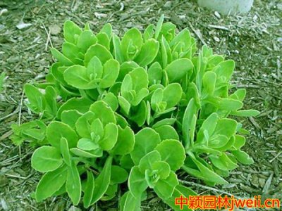 景天在哪個季節栽植比較好？