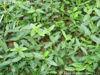 扶芳藤多少錢一棵，哪里有賣的？