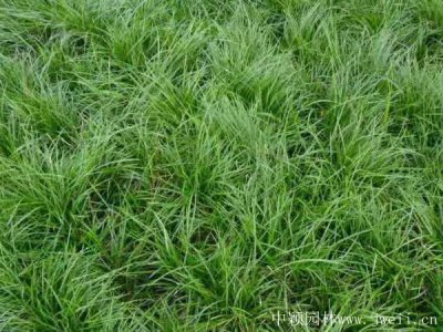 細葉麥冬草什么時候栽植比較好？