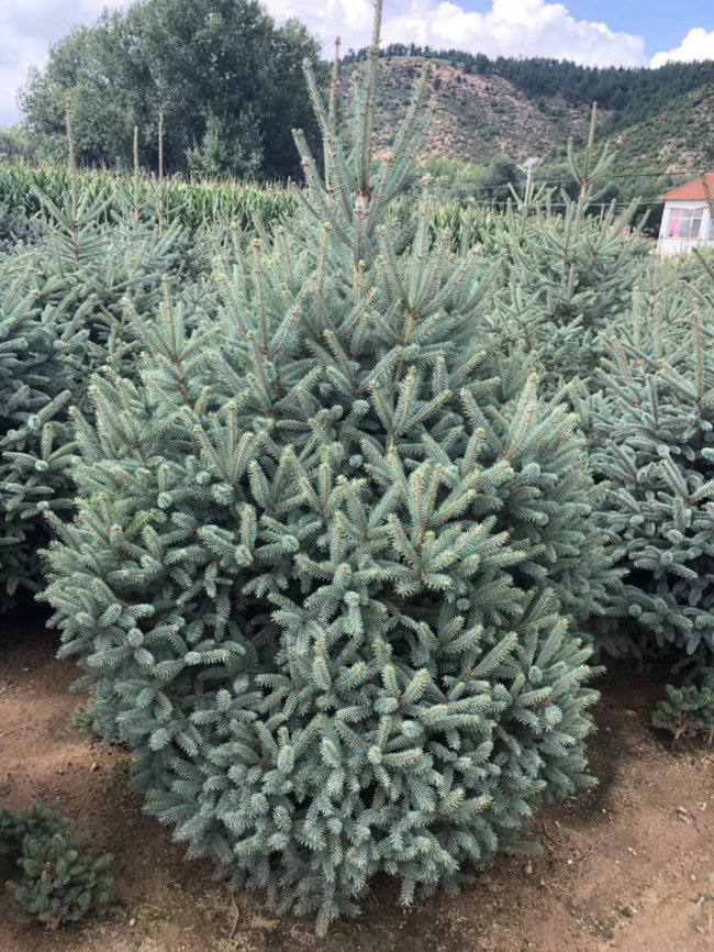 云杉在種植后該如何管理？