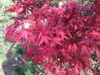 市場上最便宜的紅楓在哪里？