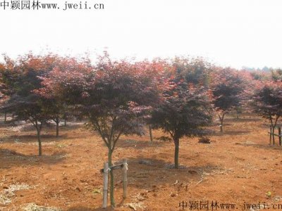 日本紅楓常用的規格都有哪些？