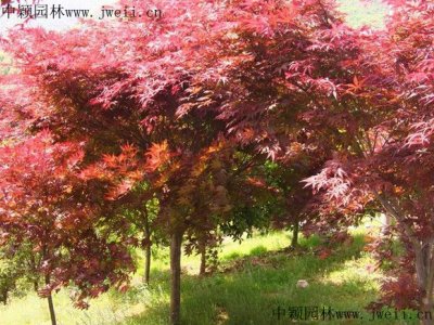 日本紅楓在什么季節栽植比較好？