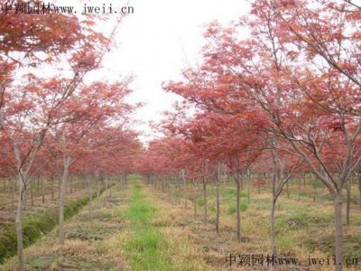 日本紅楓多少錢一棵，產地在哪里？