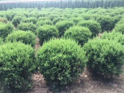 龍柏什么時候栽植比較好？