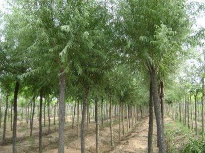 柳樹什么時候栽植比較好？