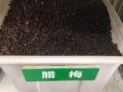 臘梅種子每畝地用量是多少斤？
