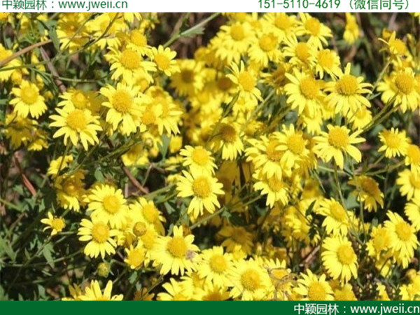黃菊花-(2).jpg