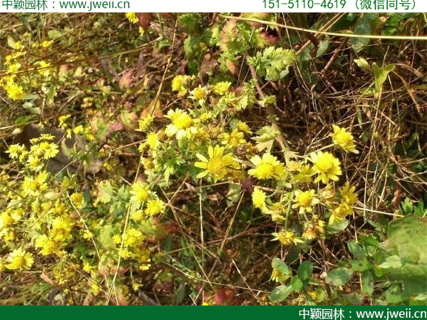 黃菊花-(3).jpg