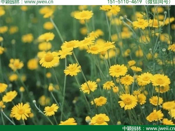 黃菊花.jpg