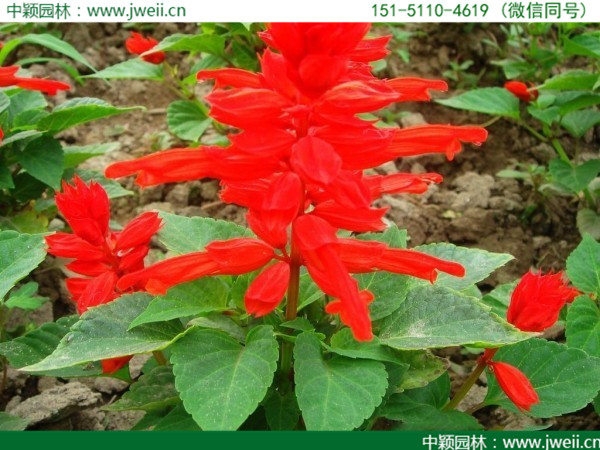 一串紅-(3).jpg