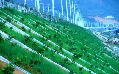 公路草種一般都有哪些