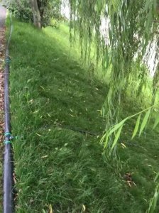 高速公路綠化用什么草種