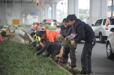 矮麥冬草怎樣種植與管理