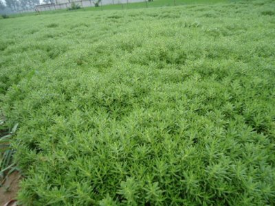 佛甲草怎么養