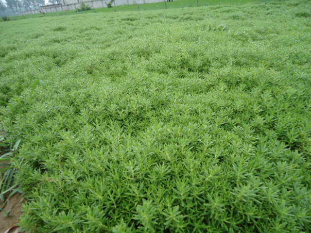 1537429162126219.jpg 佛甲草9.jpg