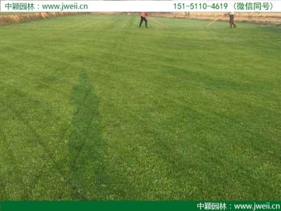 公路一般都有哪些草種可以種