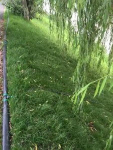 哪里有賣噴播草種