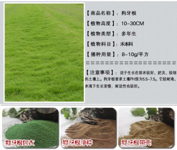 草種什么時候播種合適